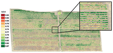 Vegetation Index (NDVI)